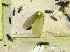 Euproctis habrostola