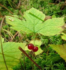 Rubus humulifolius