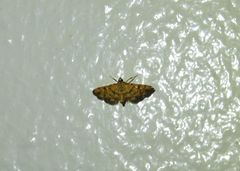 Glycythyma chrysorycta