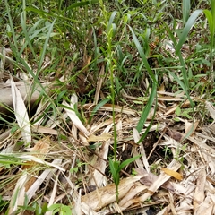 Peristylus monticola