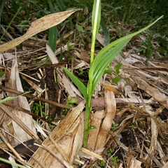 Peristylus monticola