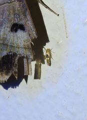 Hieromantis ephodophora