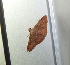 Homodes bracteigutta