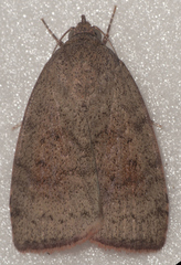 Austrocarea iocephala