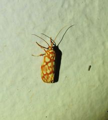 Lactura erythractis