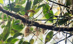 Grallaricula flavirostris