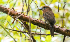 Malacoptila mystacalis