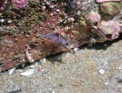 Rhynchocinetes serratus