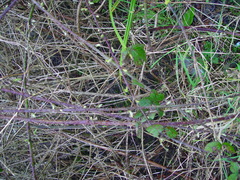 Rubus tuberculatus