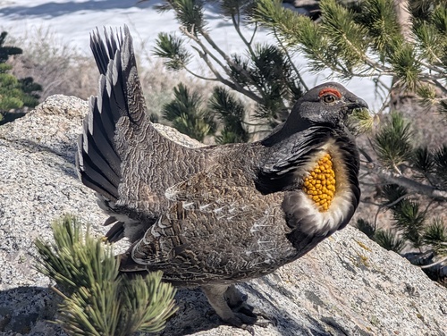 Sooty Grouse (Dendragapus fuliginosus), photo 6