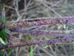 Rubus tuberculatus