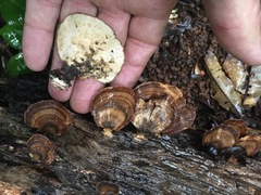 Flabellophora