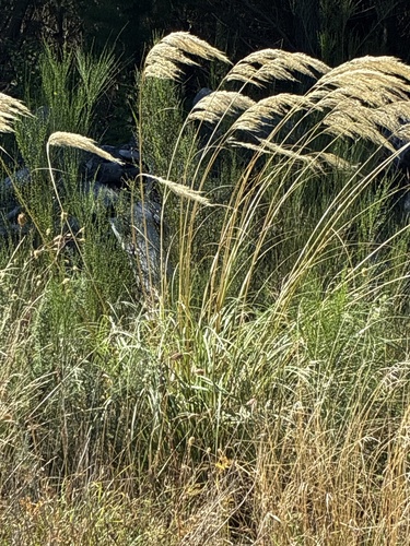 Richards toetoe (Austroderia richardii)