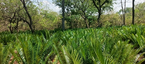 Encephalartos barteri barteri