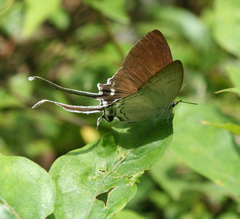 Cheritra freja evansi