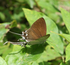 Cheritra freja evansi