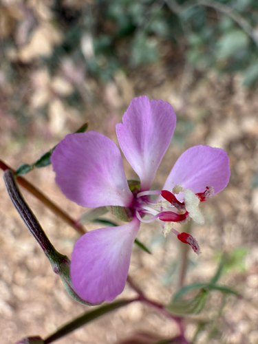 Campo clarkia (Clarkia delicata)