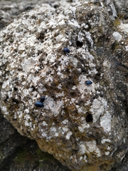 Canthophorus melanopterus