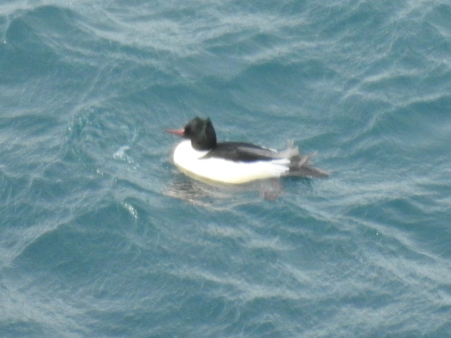 Veliki ronac (Mergus merganser)