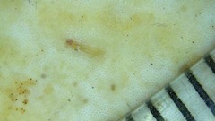 Flabellophora