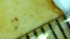 Flabellophora
