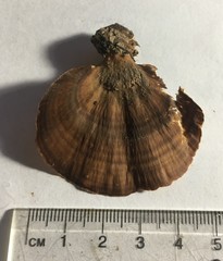 Flabellophora