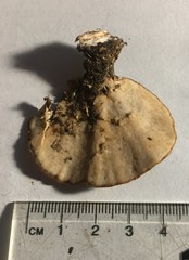 Flabellophora