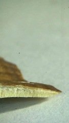 Flabellophora