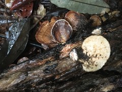 Flabellophora