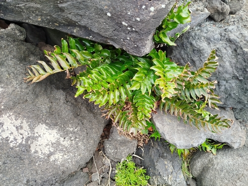 Japanese Netvein Hollyfern (Cyrtomium falcatum)