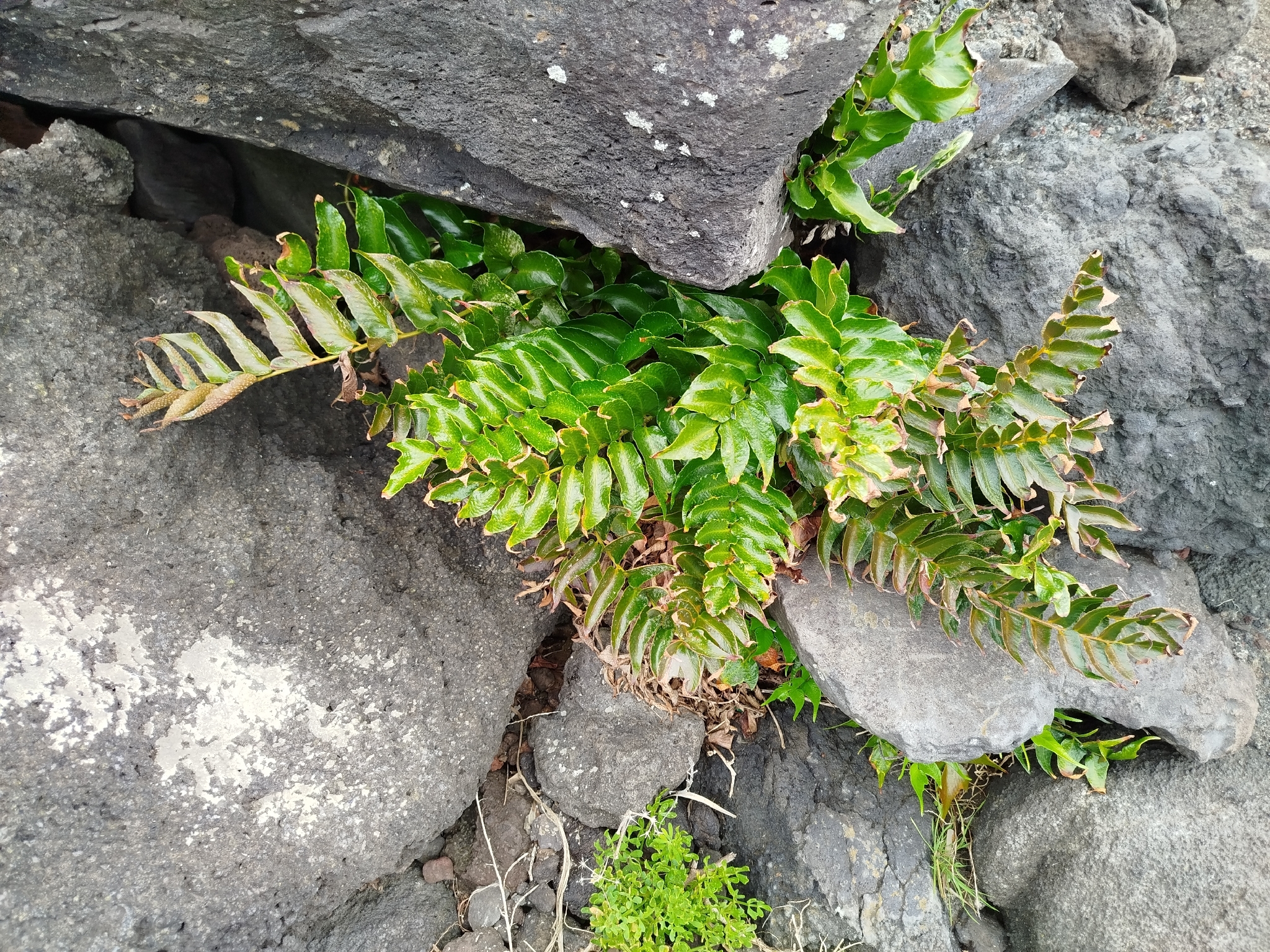 Japanese Netvein Hollyfern (Cyrtomium falcatum)