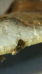 Flabellophora