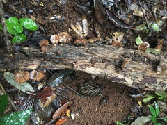 Flabellophora