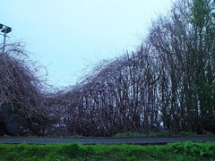 Fallopia baldschuanica