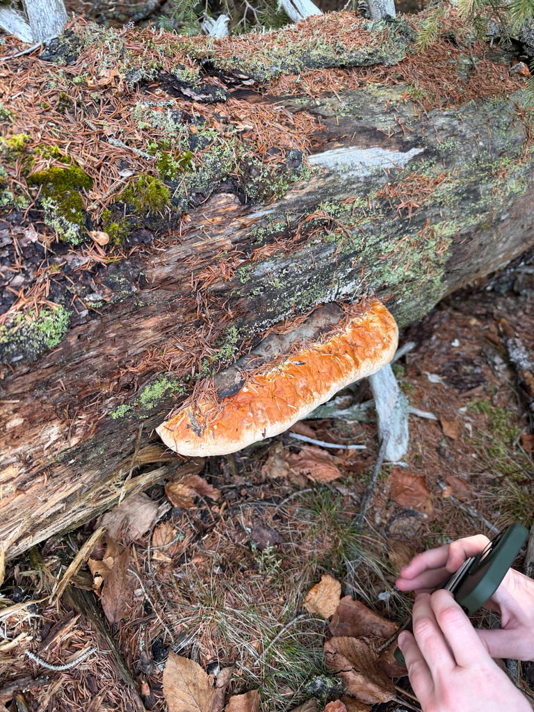 Fomitopsis mounceae · April 2026 · photo: © mythical_mold (iNaturalist, cc-by)