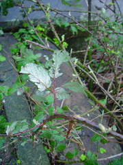 Rubus armeniacus