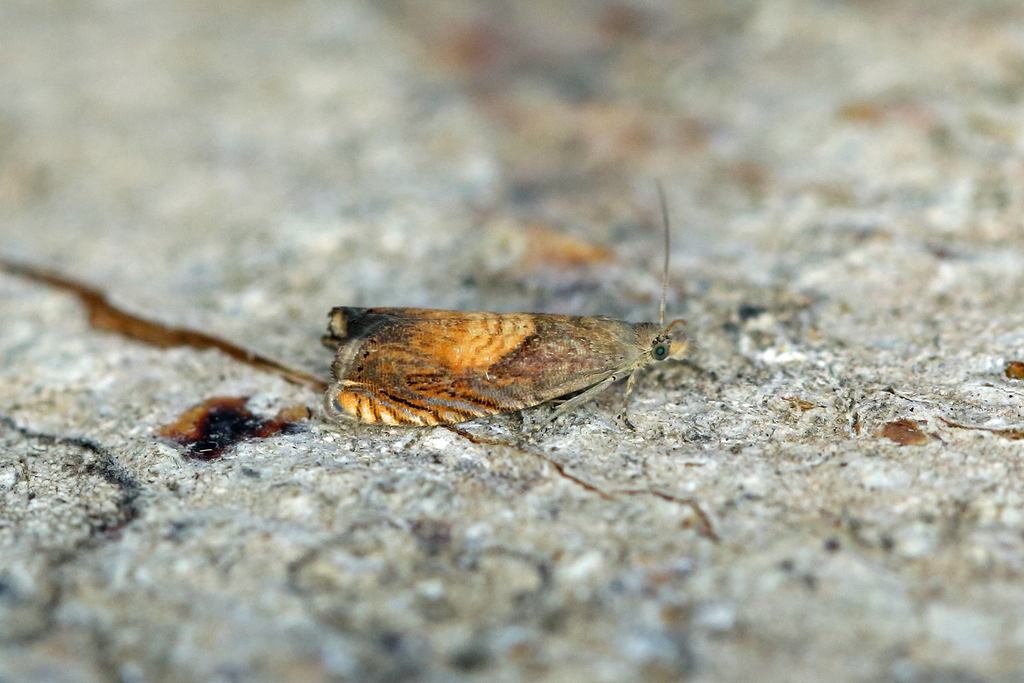 Dichrorampha heegerana