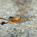 Dichrorampha heegerana - Photo (c) Nigel Voaden, alguns direitos reservados (CC BY)