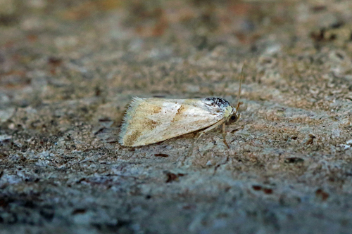 Eublemma viridula
