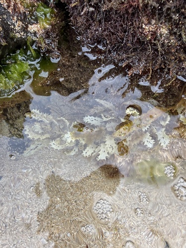 Sargassum aquifolium observed 2026-04-02