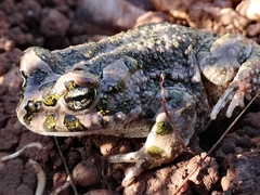 Bufotes cypriensis