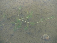 Callitriche hermaphroditica