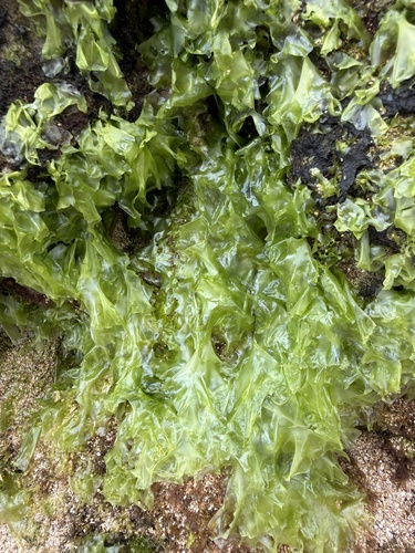 Ulva observed 2026-04-02