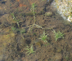 Callitriche hermaphroditica