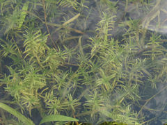 Callitriche hermaphroditica