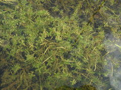 Callitriche hermaphroditica