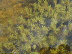 Callitriche hermaphroditica
