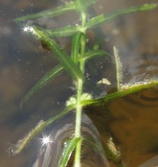 Callitriche hermaphroditica