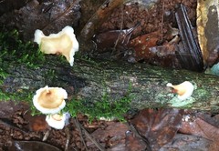 Podoscypha petalodes