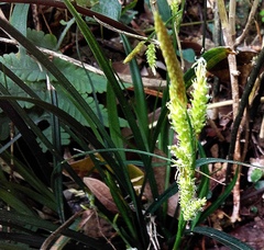 Carex sociata